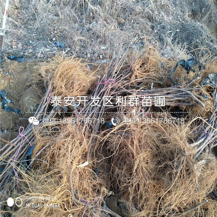 泰栗一号板栗苗批发、泰栗一号板栗苗批发基地