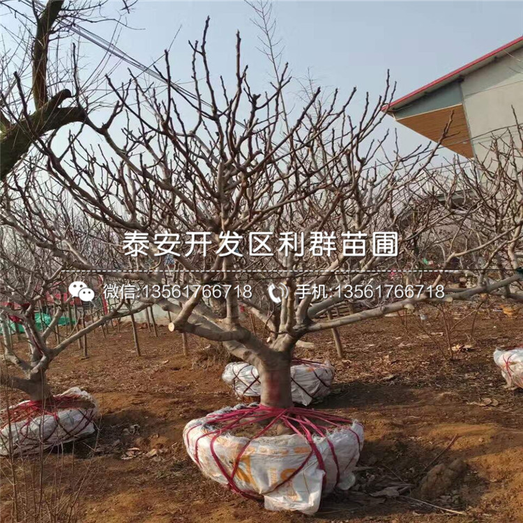 2019年巨人藍(lán)莓苗、2019年巨人藍(lán)莓苗多少錢一棵