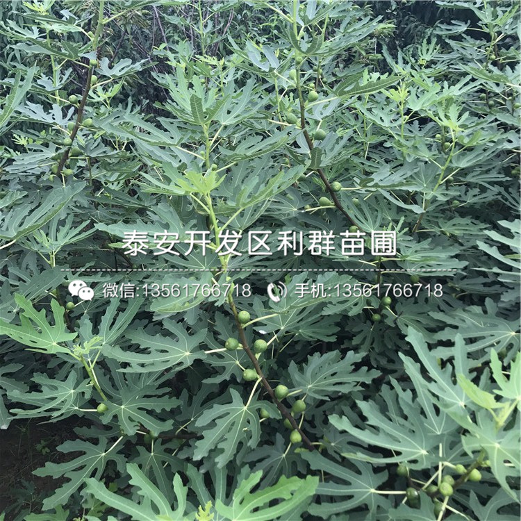 無花果苗批發(fā)價格、無花果苗批發(fā)價格多少