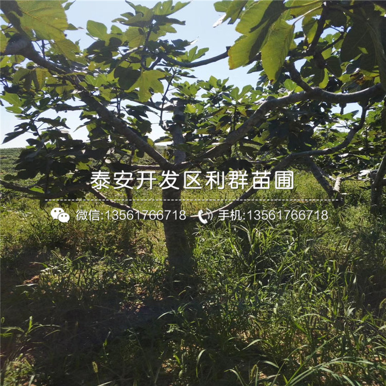 脫毒藍(lán)莓苗新品種、脫毒藍(lán)莓苗價(jià)格是多少