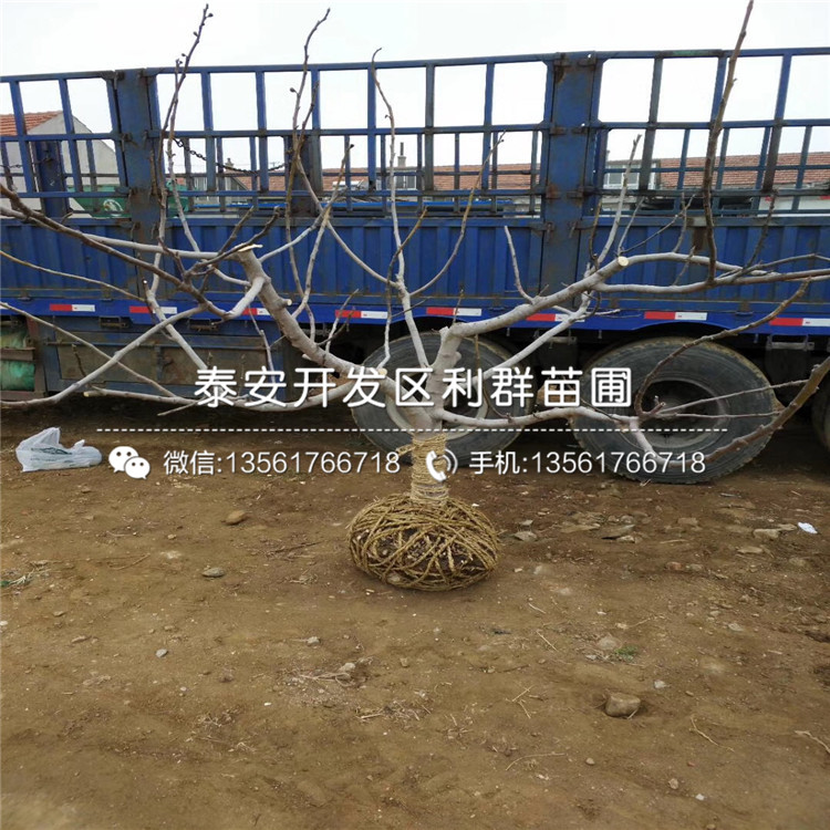藍美人藍莓樹苗多少錢一棵、2019年藍美人藍莓樹苗多少錢