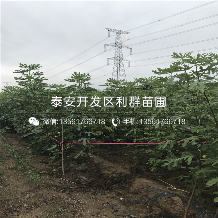 黃冠梨樹苗品種簡介、黃冠梨樹苗多少錢一棵