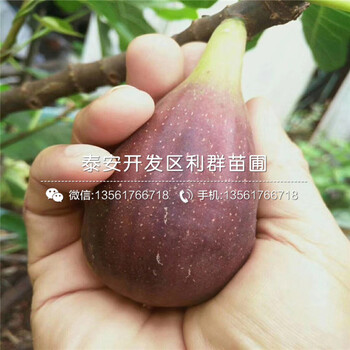 布萊登藍莓樹苗什么價錢