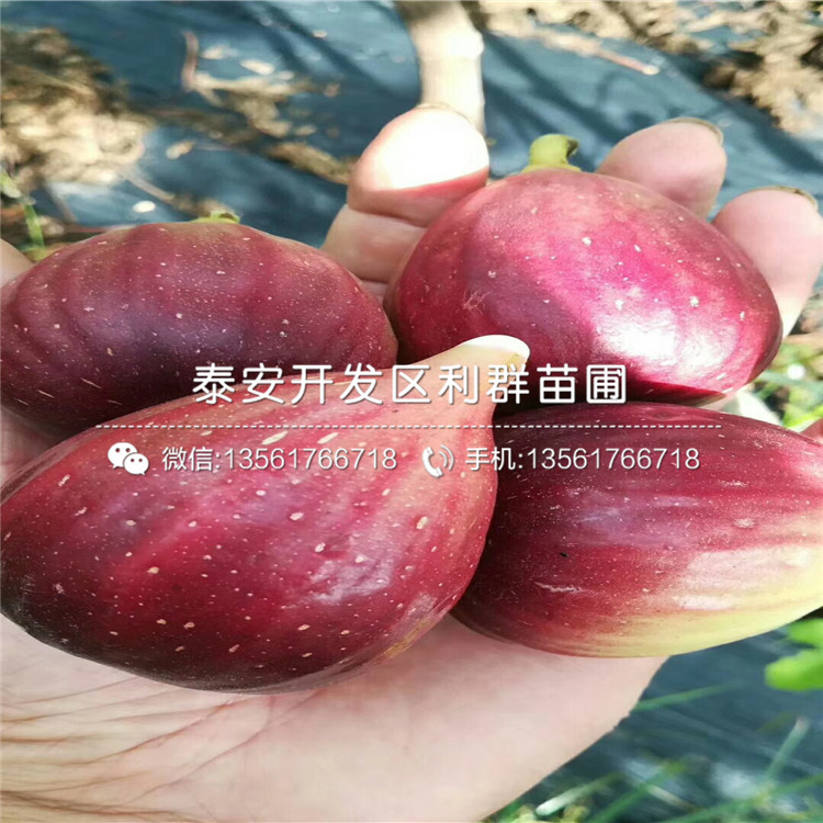 新品种红星梨树苗基地