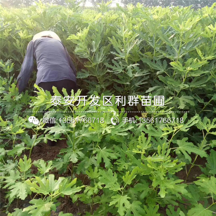 2019年2018年藍(lán)莓苗品種