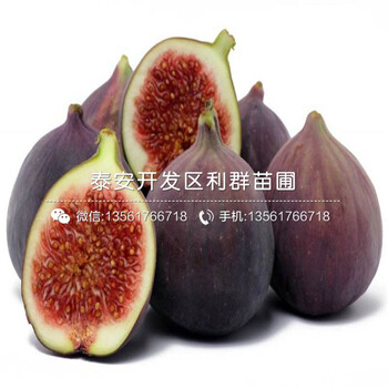 2019年半邊紅李子樹苗價格