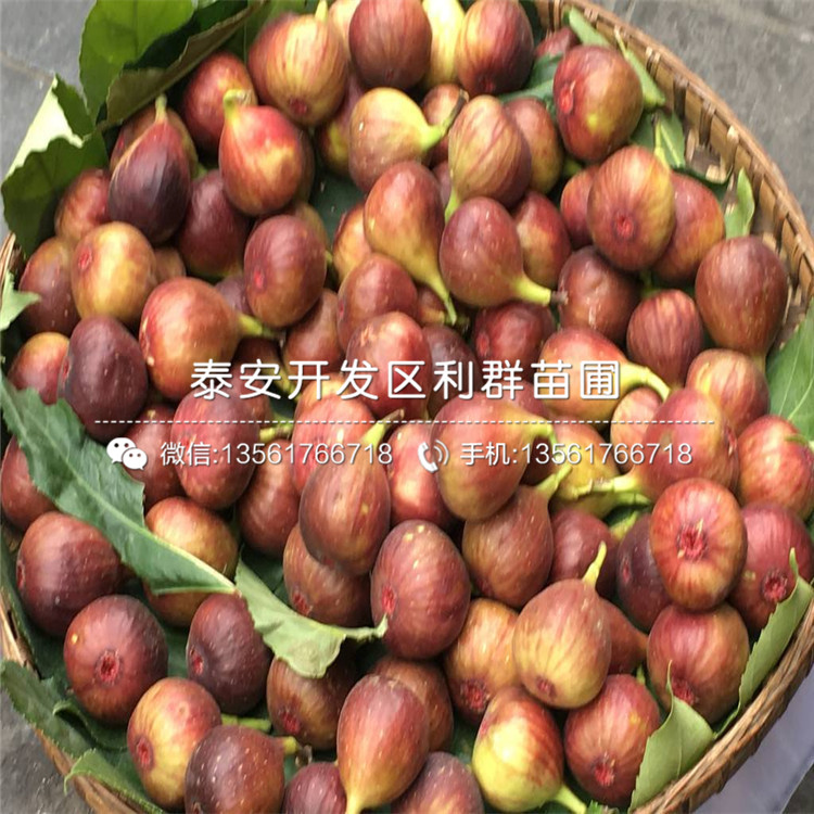 泰安藍(lán)莓苗市場價(jià)格、泰安藍(lán)莓苗多少錢一棵