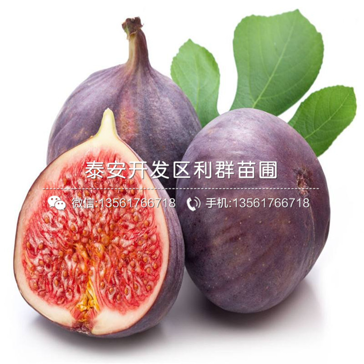 圓藍(lán)藍(lán)莓苗、山東圓藍(lán)藍(lán)莓苗批發(fā)