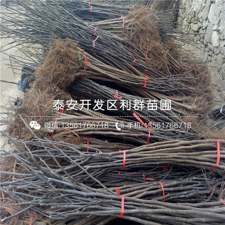 早紅李子樹苗、早紅李子樹苗基地