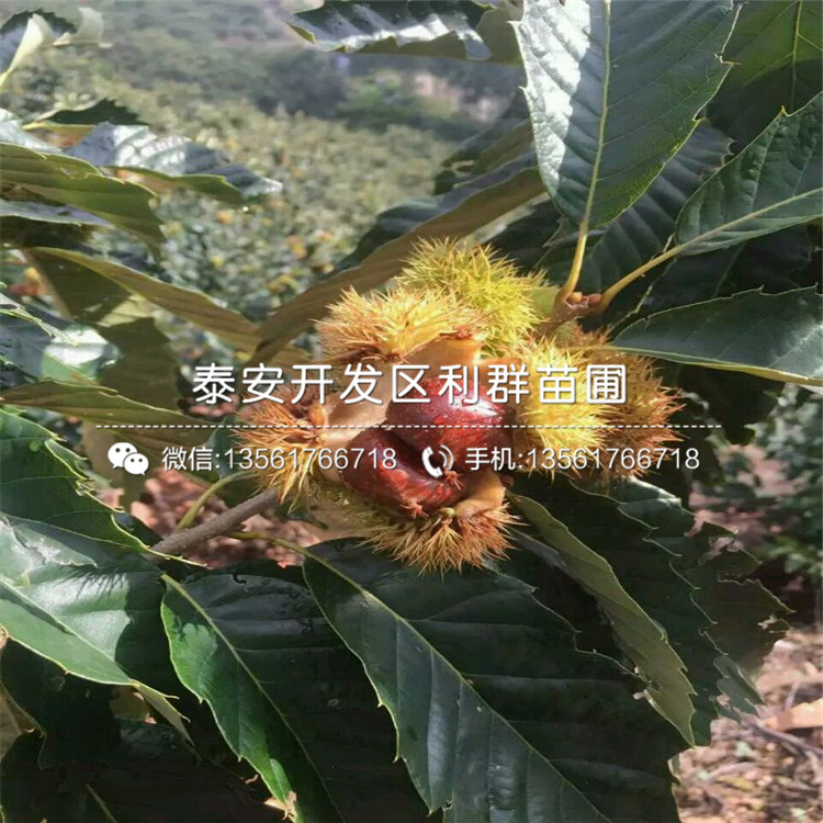 鳳凰李子樹苗報(bào)價(jià)、鳳凰李子樹苗價(jià)格多少