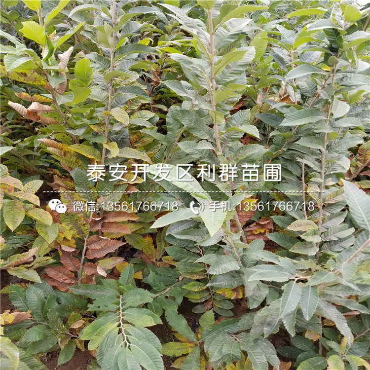 山東新千年藍(lán)莓苗、山東新千年藍(lán)莓苗報(bào)價(jià)是多少