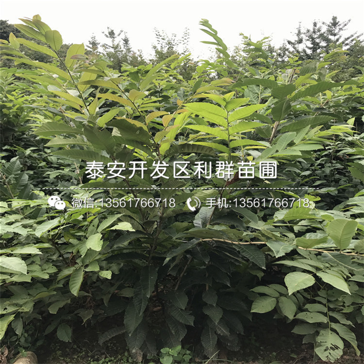 山東加州黑無花果苗批發(fā)、山東加州黑無花果苗價(jià)格