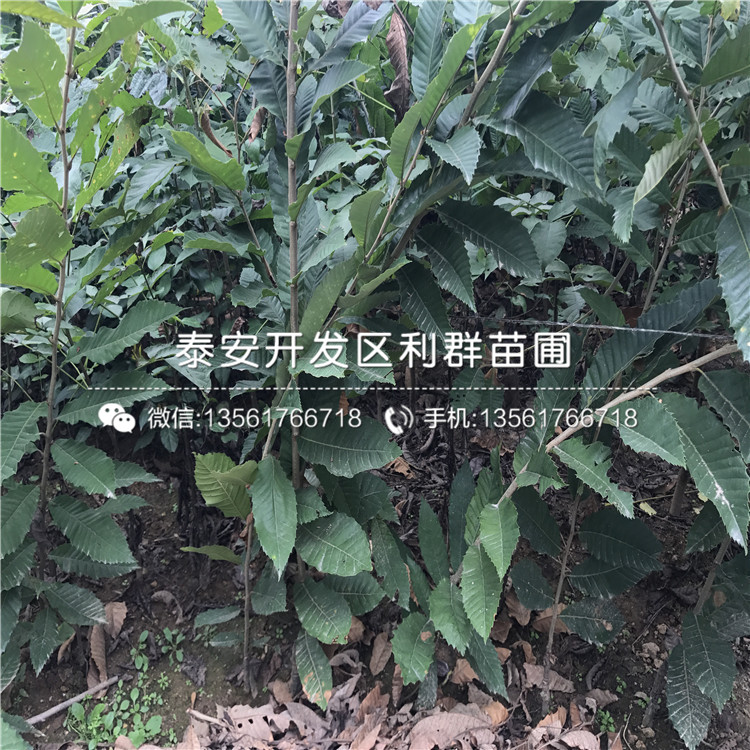 2019年神富一號蘋果苗、2019年神富一號蘋果苗批發(fā)