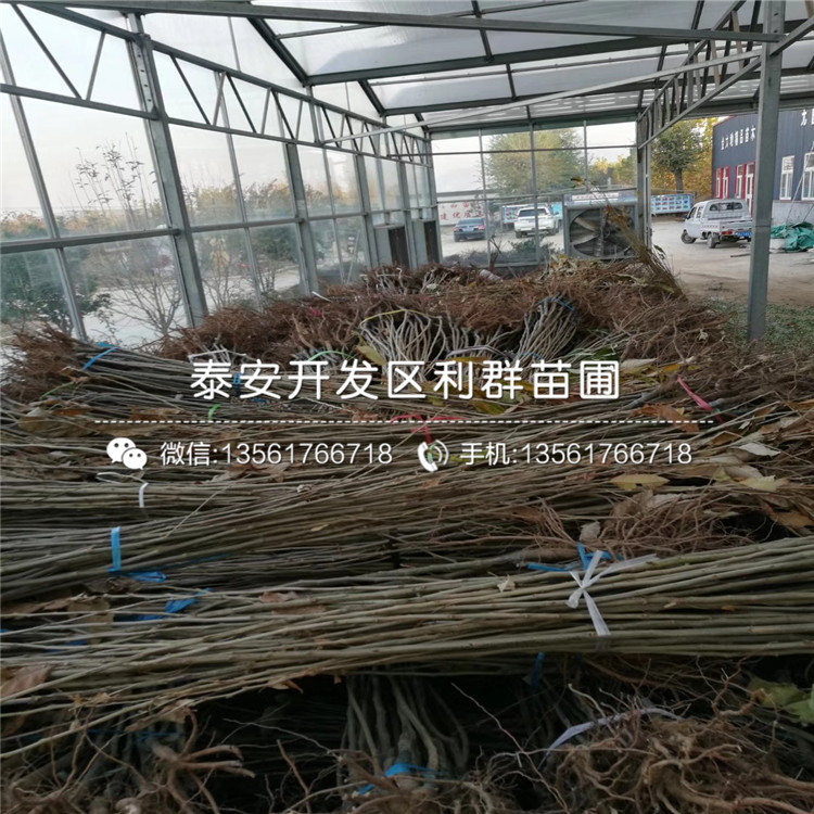 2019年2018年蘋果苗、2018年蘋果苗批發(fā)