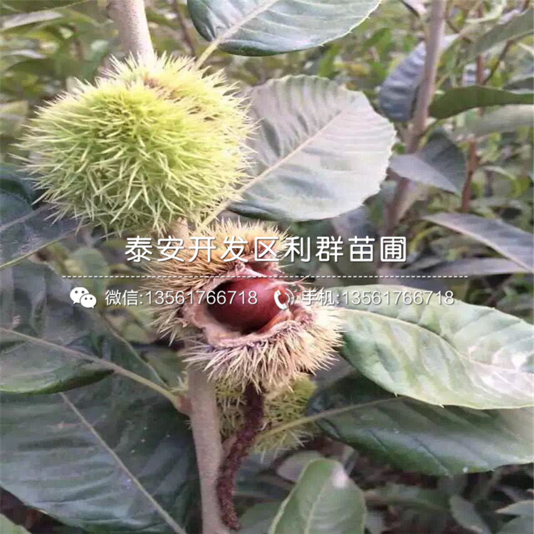 新品種珠寶藍(lán)莓苗出售價(jià)格