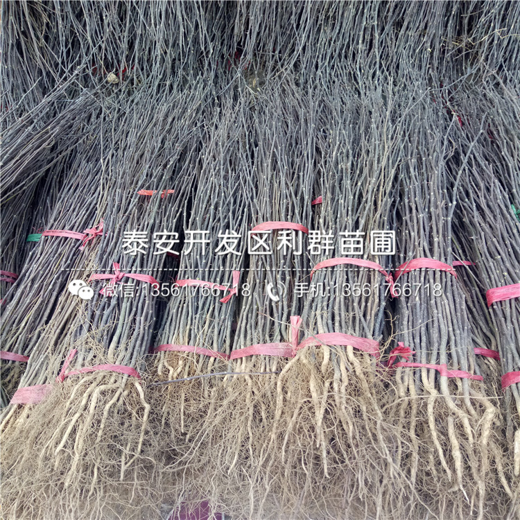 泰安藍莓苗多少錢一棵、泰安藍莓苗批發(fā)價格