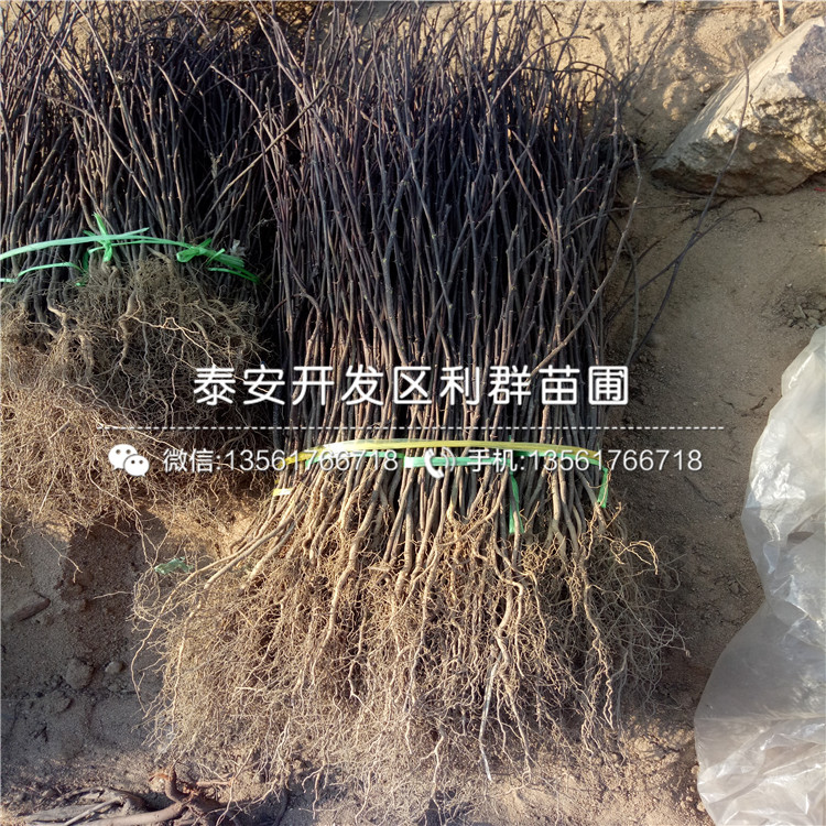 15公分柿子苗批發(fā)價格、15公分柿子苗多少錢一棵