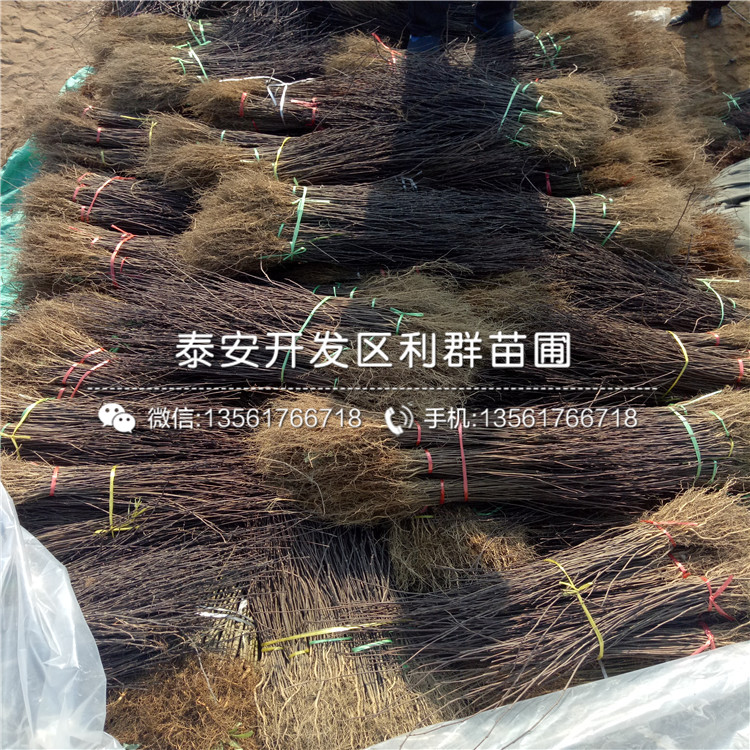 2019年2018年藍(lán)莓苗品種