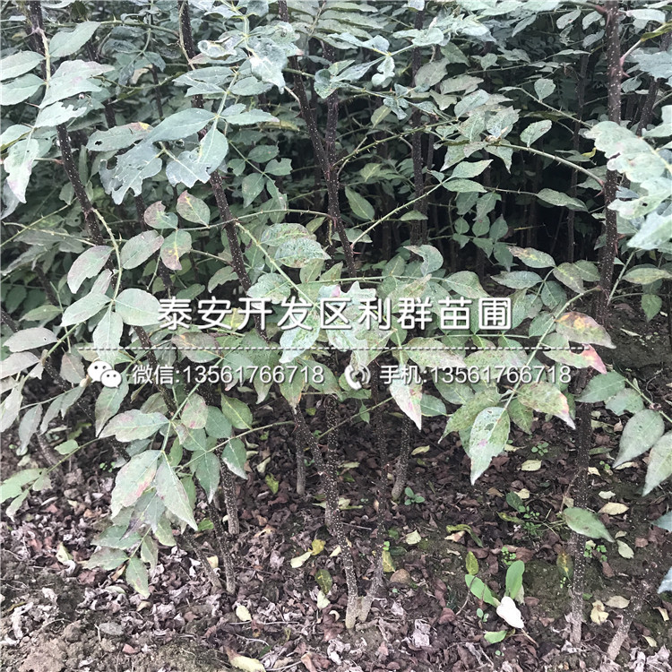 3公分山东无花果苗多少钱一棵