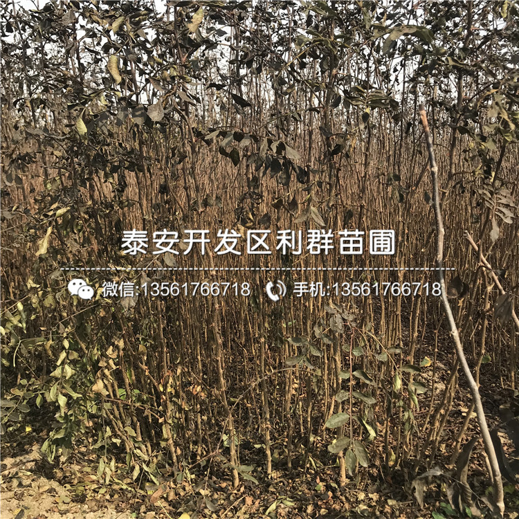 無花果苗批發(fā)價格、無花果苗批發(fā)價格多少