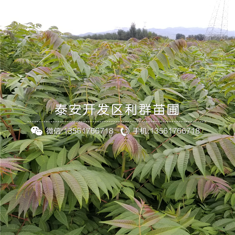 金冠蘋果樹苗、金冠蘋果樹苗批發(fā)價格多少