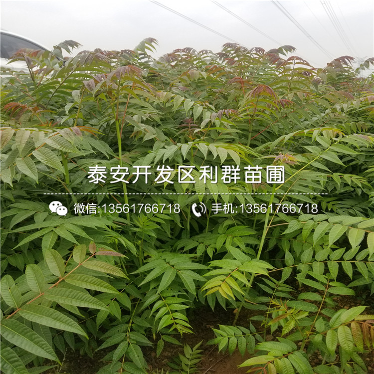 2019年伊丽莎白蓝莓苗价格是多少