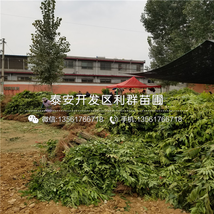 黑琥珀李子苗、黑琥珀李子苗價錢多少