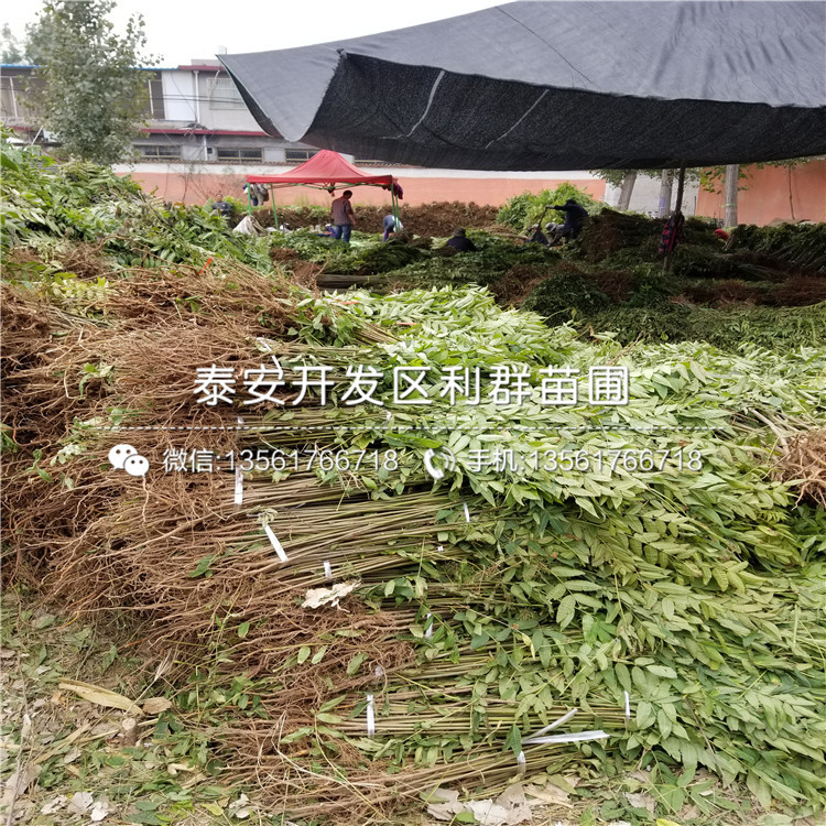 藍(lán)寶石藍(lán)莓樹苗、藍(lán)寶石藍(lán)莓樹苗多少錢一棵