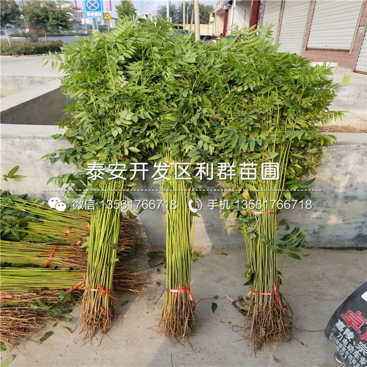 2019年西梅女神李子樹苗價(jià)格、西梅女神李子樹苗出售價(jià)格