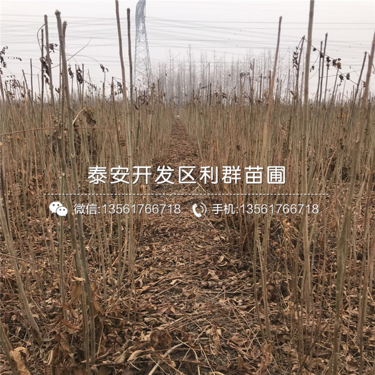 矮化M26蘋(píng)果樹(shù)苗批發(fā)、矮化M26蘋(píng)果樹(shù)苗多少錢(qián)一棵
