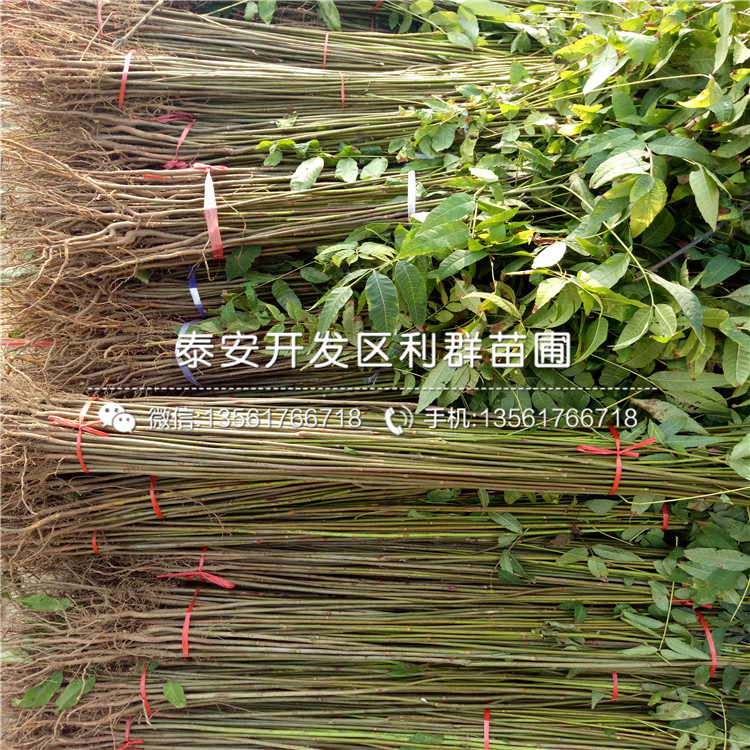 2019年2018年蘋果苗、2018年蘋果苗批發(fā)