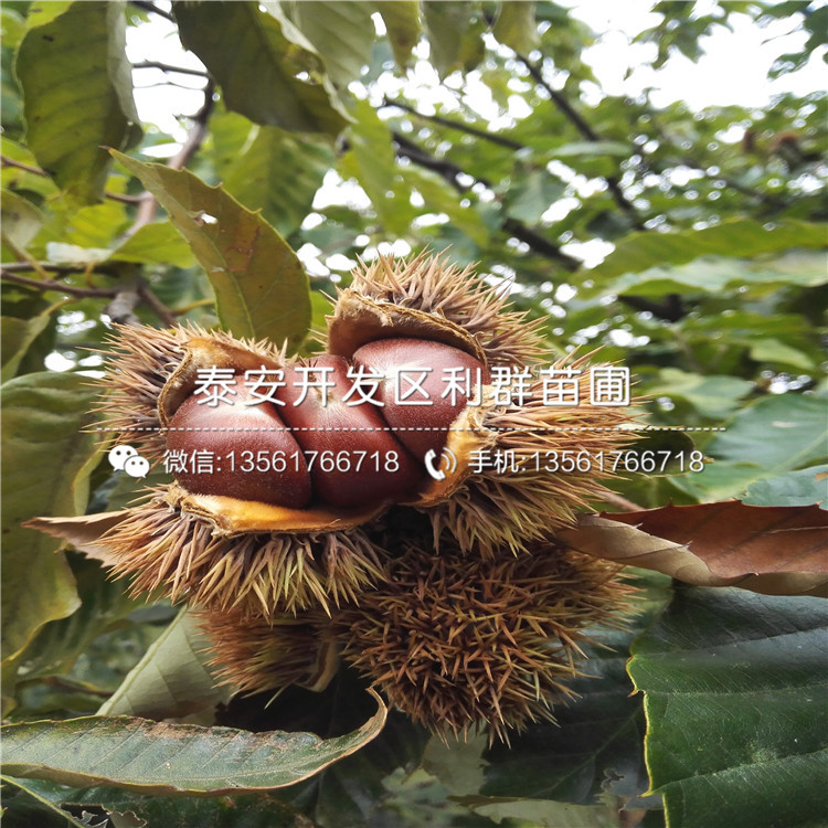 2019年紫琥珀李子樹(shù)苗批發(fā)價(jià)格多少