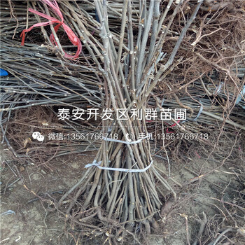 2019年新世紀(jì)梨苗報(bào)價(jià)、今年新世紀(jì)梨苗價(jià)格是多少