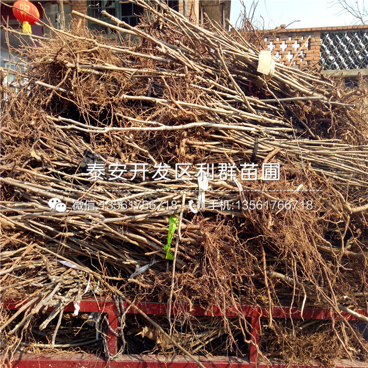 泰安藍(lán)莓苗市場價(jià)格、泰安藍(lán)莓苗多少錢一棵
