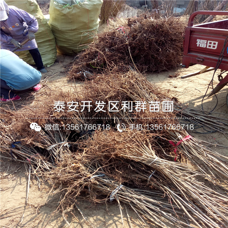 坤藍(lán)藍(lán)莓樹(shù)苗品種
