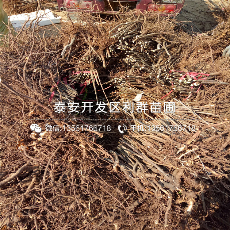 山東矮化櫻桃樹樹苗出售價格多少