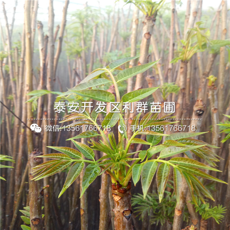 山東美國大紅李子樹苗批發(fā)價格、山東美國大紅李子樹苗出售基地