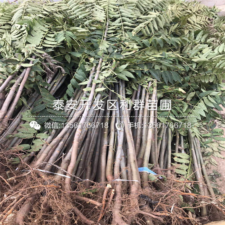 哪里有15公分無花果樹苗出售、2019年15公分無花果樹苗多少錢一棵
