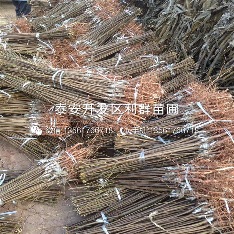 藍金藍莓苗新品種、藍金藍莓苗價格是多少