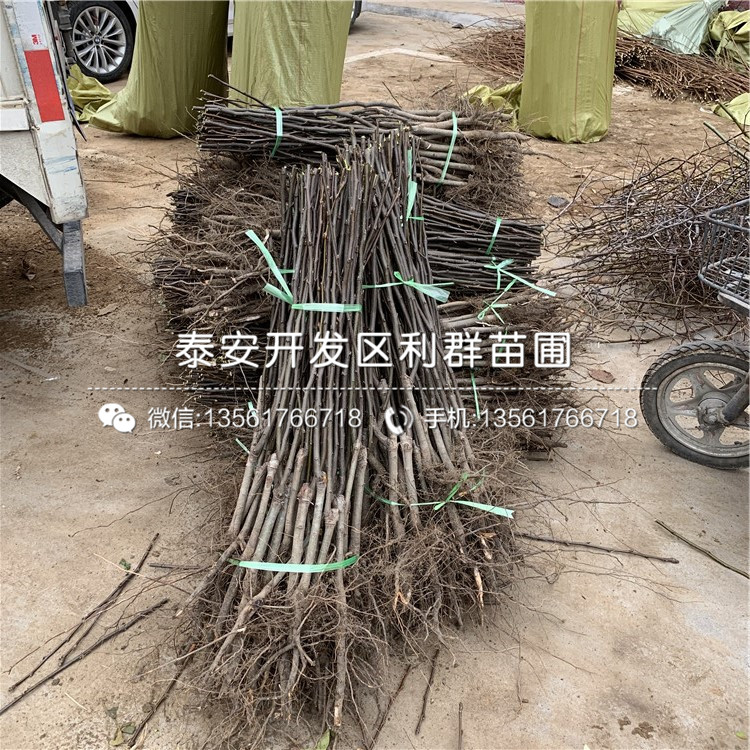 藍(lán)港藍(lán)莓苗報(bào)價(jià)、2019年藍(lán)港藍(lán)莓苗多少錢(qián)一棵