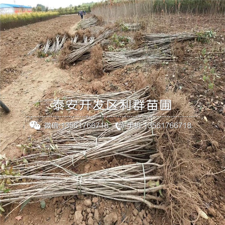 哪里有賣7公分香椿苗的、7公分香椿苗多少錢一棵