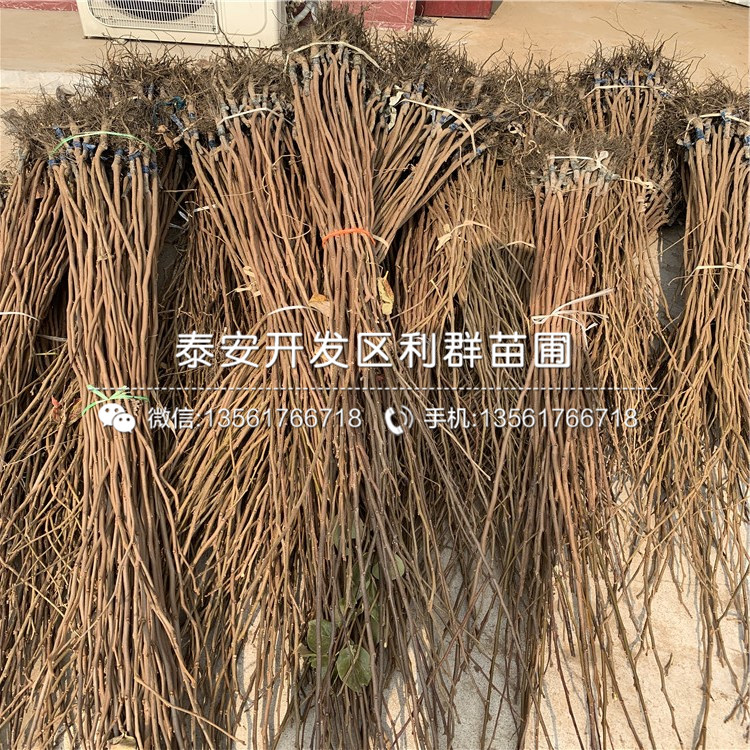 煙富六號蘋果樹苗價格是多少
