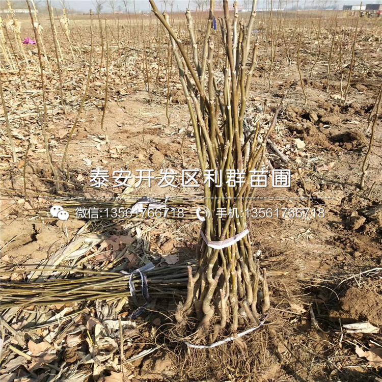 翠冠梨苗哪里有賣、2019年翠冠梨苗多少錢一棵