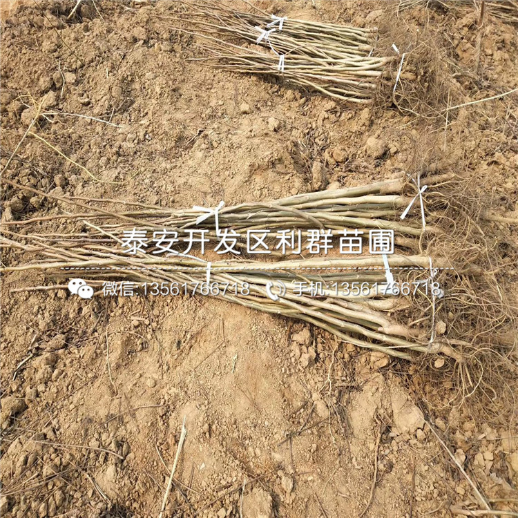 坤藍(lán)藍(lán)莓樹(shù)苗品種