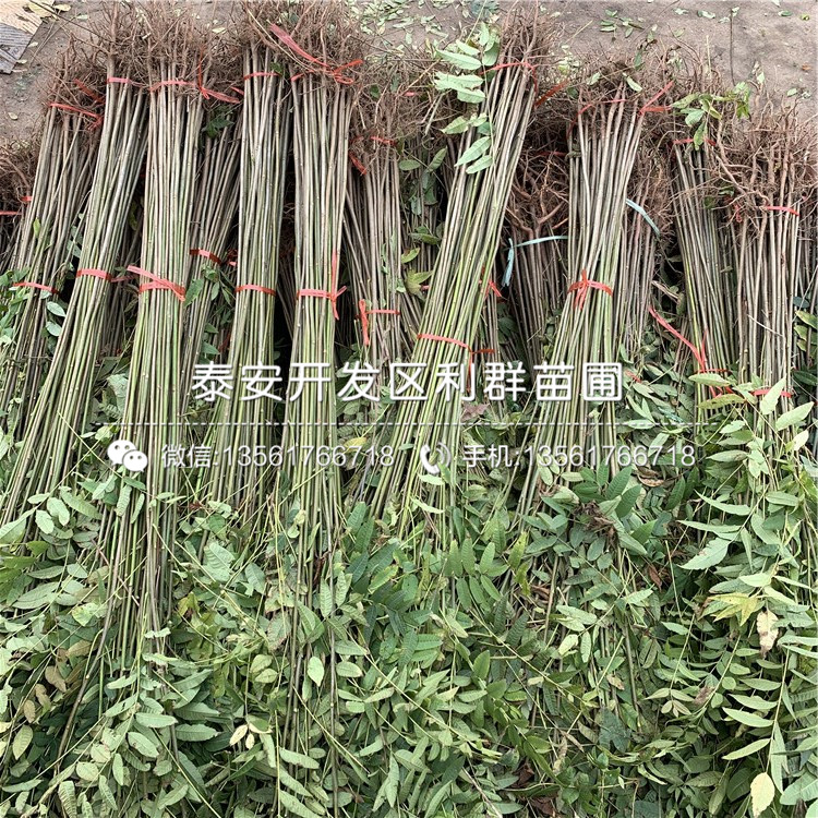 1公分批發(fā)藍莓樹苗多少錢一棵