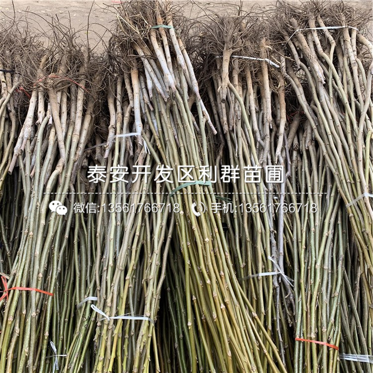 早熟藍(lán)莓樹苗品種、早熟藍(lán)莓樹苗多少錢一棵