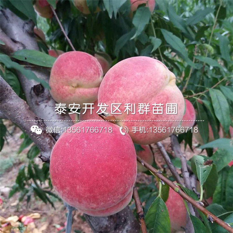 泰山板栗苗、山東泰山板栗苗