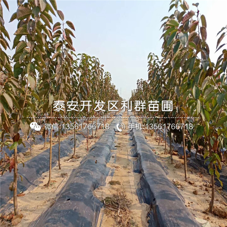 秋月梨樹苗出售批發(fā)基地