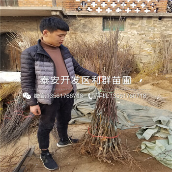 翠冠梨苗多少錢一棵、翠冠梨苗批發(fā)價(jià)格