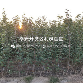 长富苹果苗市场价格